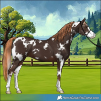 Horse Color:White Spotted Liver Chestnut Sabino 