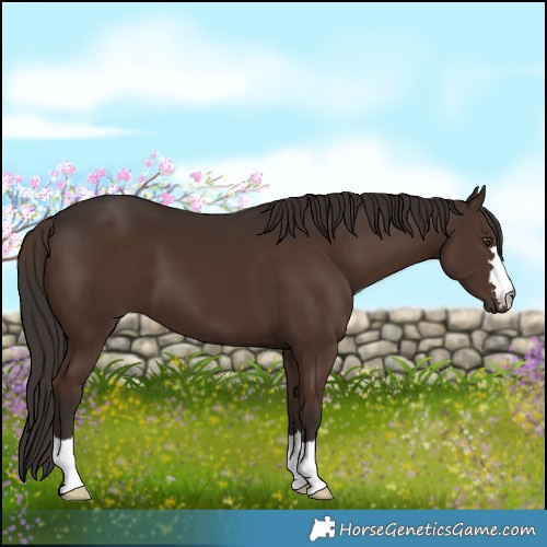 Horse Color:Liver Chestnut 