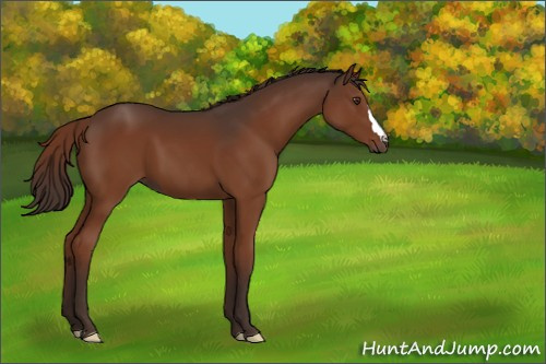 Horse Color:Liver Chestnut