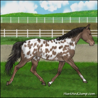 Horse Color:Liver Red Dun Near Leopard 