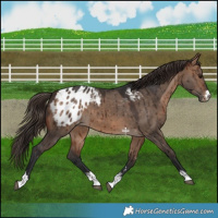 Horse Color:Brown Dun Varnish Brindle 