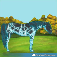 Horse Color:Thunderstruck Black 