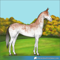 Horse Color:White Spotted Bay Roan Splash  and White Spotted Bay Roan Splash Rabicano 