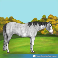 Horse Color:Blue Roan Sabino Splash  and Blue Roan Sabino Splash 