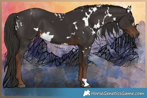 Horse Color:White Spotted Liver Chestnut 