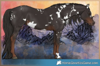 Horse Color:White Spotted Liver Chestnut 