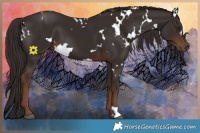 Horse Color:White Spotted Liver Chestnut