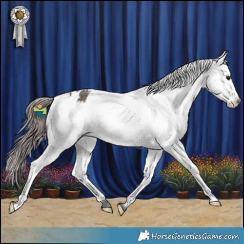 Horse Color:Grullo Appaloosa Brindle 