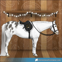 Horse Color:Grullo Appaloosa Brindle 