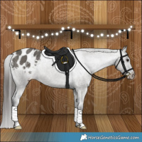 Horse Color:Grullo Appaloosa Brindle 