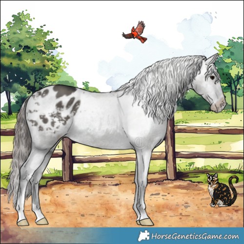 Horse Color:Grullo Appaloosa Brindle 
