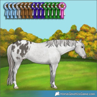 Horse Color:Grullo Varnish Brindle 
