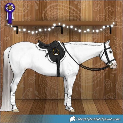 Horse Color:Liver Red Dun Appaloosa Brindle 