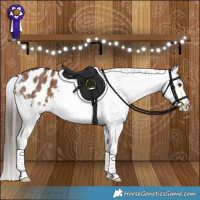 Horse Color:Liver Red Dun Appaloosa Brindle 