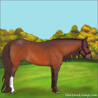 Horse Color:Chocolate Bay 