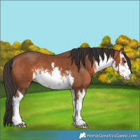 Horse Color:White Spotted Bay