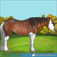 Horse Color:White Spotted Brown Splash Rabicano 