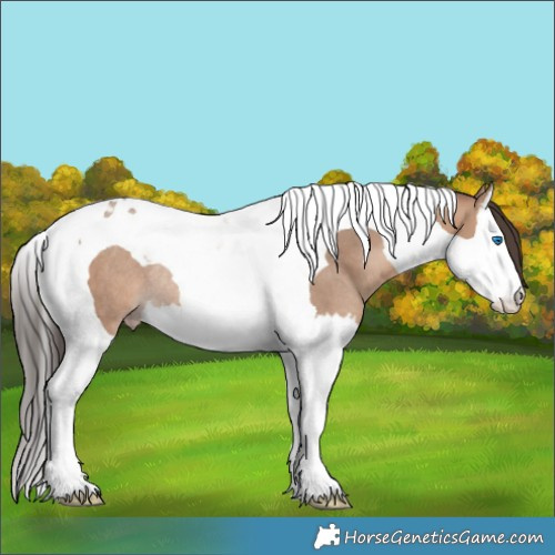 Horse Color:Sable Champagne Splash Tobiano Rabicano