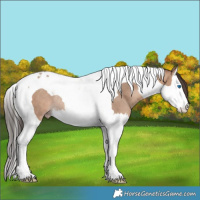 Horse Color:Sable Champagne Splash Tobiano Rabicano