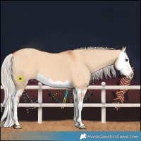 Horse Color:Silver Bay Dun Splash