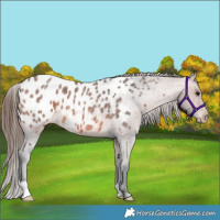 Horse Color:Bay Roan Appaloosa 