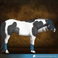 Horse Color:Black Tobiano Rabicano