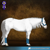Horse Color:Liver Chestnut Splash Tobiano Varnish