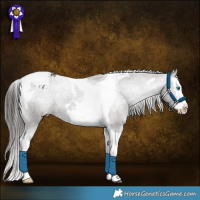 Horse Color:Liver Chestnut Splash Tobiano Appaloosa