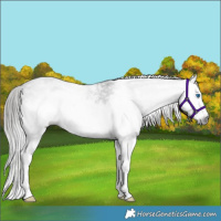 Horse Color:Gray Smoky Black Sabino Splash Varnish 