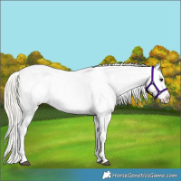 Horse Color:Silver Smoky Grullo Sabino Splash Appaloosa 