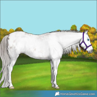Horse Color:Gray Bay Sabino Splash Appaloosa 