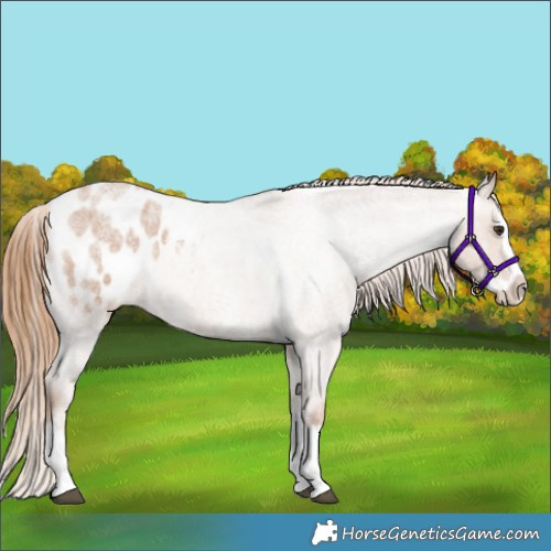 Horse Color:Red Roan Sabino Splash Appaloosa 