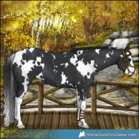 Horse Color:White Spotted Black Splash 