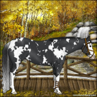 Horse Color:White Spotted Black Splash