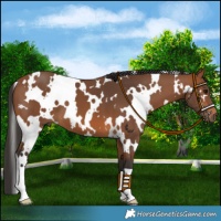 Horse Color:White Spotted Bay 