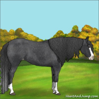 Horse Color:Black Splash Varnish