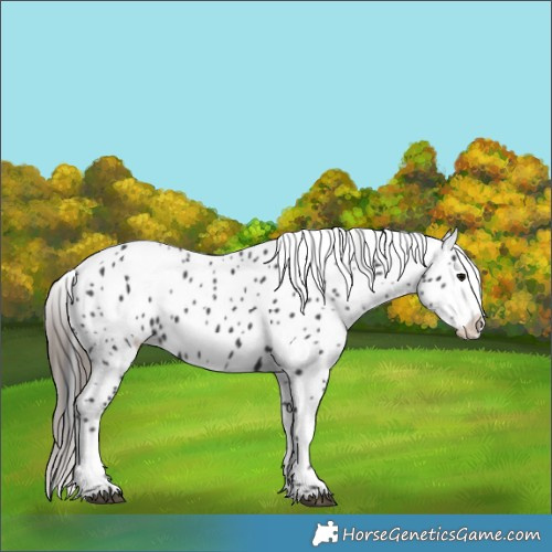 Horse Color:Black Appaloosa 