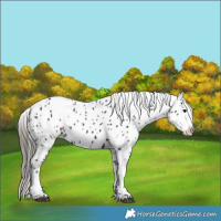 Horse Color:Black Appaloosa 