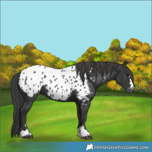 Horse Color:Black Appaloosa 