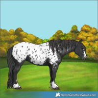 Horse Color:Black Appaloosa