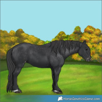 Horse Color:Black Appaloosa 