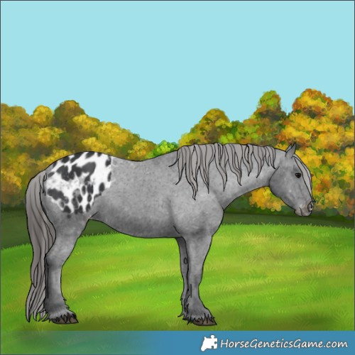 Horse Color:Black Appaloosa 