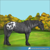 Horse Color:Black Appaloosa 