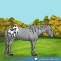 Horse Color:Black Appaloosa 