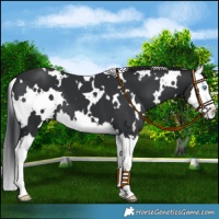 Horse Color:White Spotted Black Splash