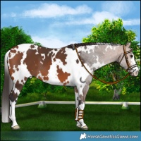 Horse Color:White Spotted Bay 