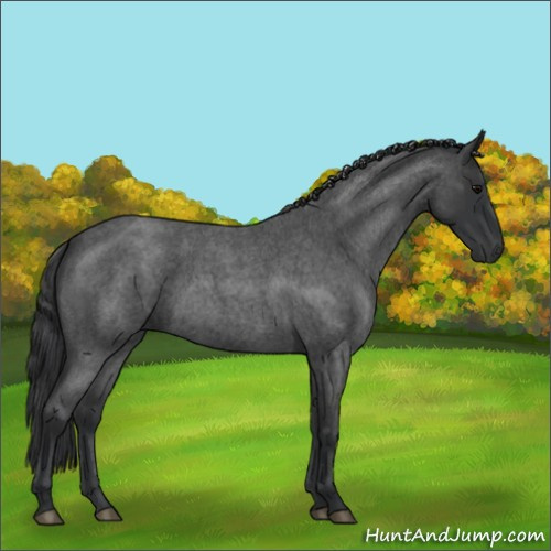 Horse Color:Blue Roan 