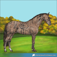 Horse Color:Black  and Classic Champagne