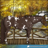 Horse Color:White Spotted Liver Chestnut Blanket 