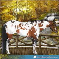 Horse Color:White Spotted Bay Appaloosa 